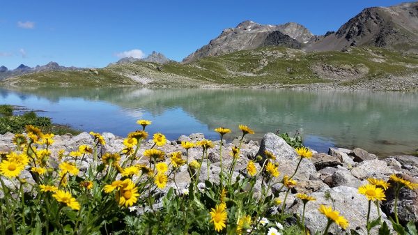 Bergsee, im Vordergrund Blumen. Ruhe im Aussen, Ruhe im Innern.