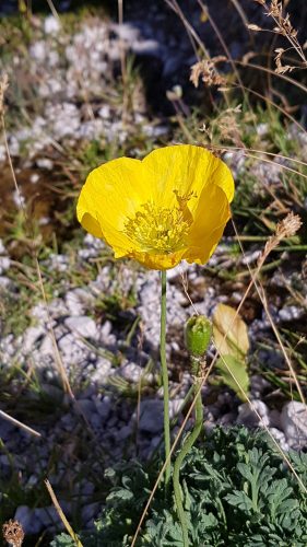 Gelbe Mohnblume, Ausdruck von Selbstliebe.