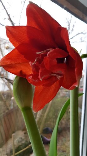 Amaryllis